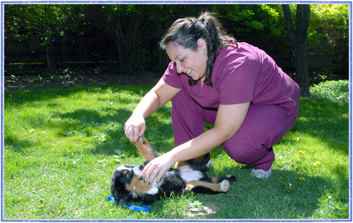 scarborough-veterinary-care-puppy