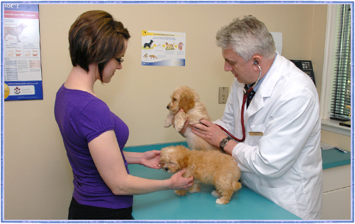 scarborough-veterinary-exam