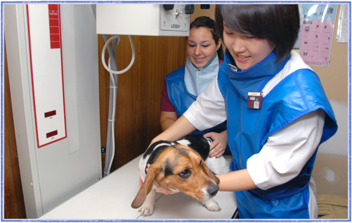 scarborough-veterinary-xrays